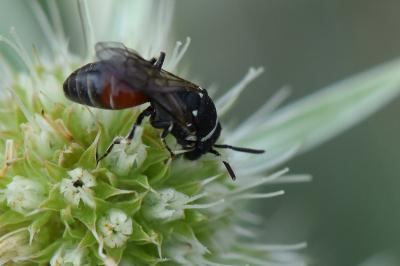 <i>Hylaeus variegatus</i>