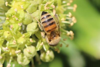 Abeille domestique