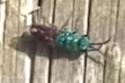 <i>Chrysis</i>