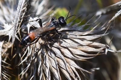 <i>Prionyx kirbii</i>