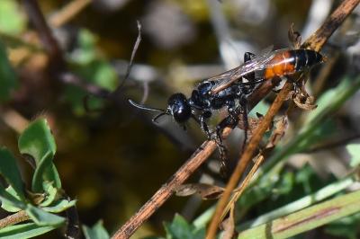 <i>Prionyx kirbii</i>