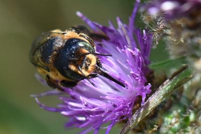Lithurgus cornutus