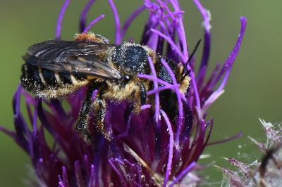 <i>Lithurgus cornutus</i>