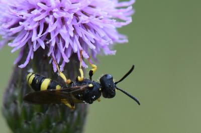 Cerceris de Ryby