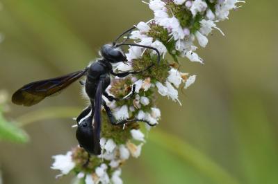 Isodonte mexicaine