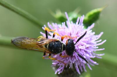 Philanthe apivore