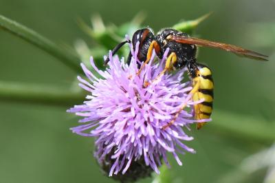 Philanthe apivore