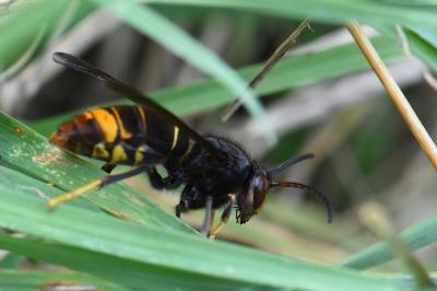 Frelon à pattes jaunes