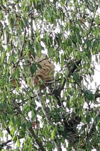 Frelon à pattes jaunes