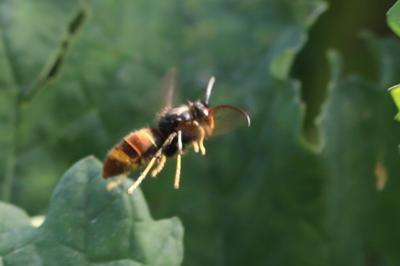 Frelon à pattes jaunes