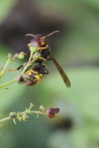 Frelon à pattes jaunes