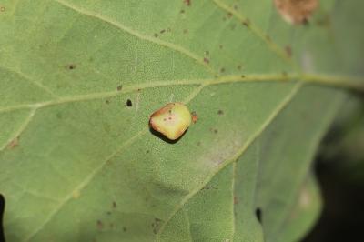 <i>Neuroterus albipes</i>