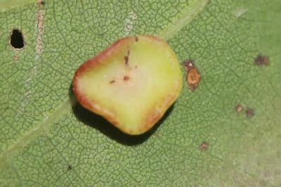 <i>Neuroterus albipes</i>
