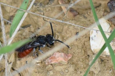 <i>Sphecodes albilabris</i>