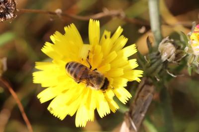 Abeille domestique