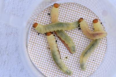 Lophyre du pin