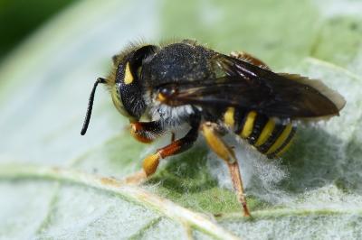 Anthidie à manchettes