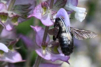 Xylocope violette