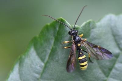 <i>Excavarus apiarius</i>