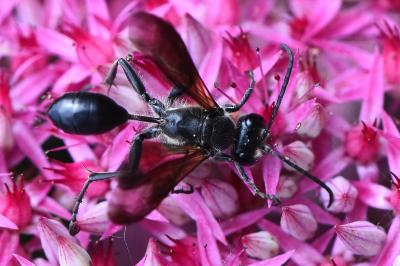 Isodonte mexicaine