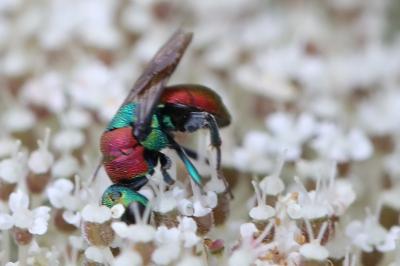 <i>Hedychrum nobile</i>