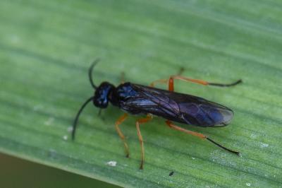 <i>Tenthredo rubricoxis</i>