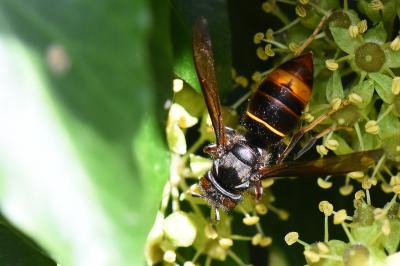 Frelon à pattes jaunes
