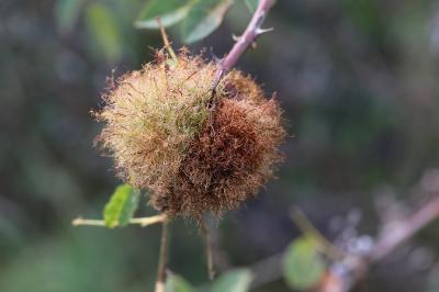 Cynips du rosier