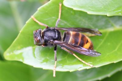 Frelon à pattes jaunes