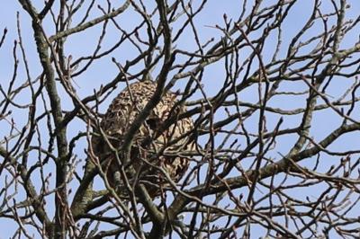 Frelon à pattes jaunes