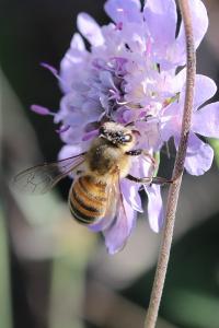 Abeille domestique