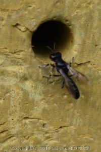 <i>Crossocerus annulipes</i>