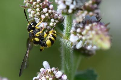 <i>Cerceris quadricincta</i>