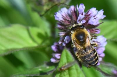 <i>Colletes</i>