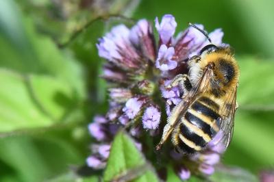 <i>Colletes</i>
