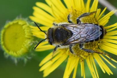 <i>Lithurgus cornutus</i>
