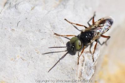 <i>Dryudella tricolor</i>