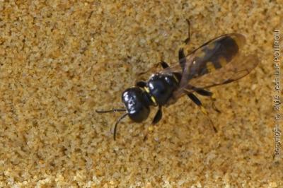 <i>Crossocerus quadrimaculatus</i>