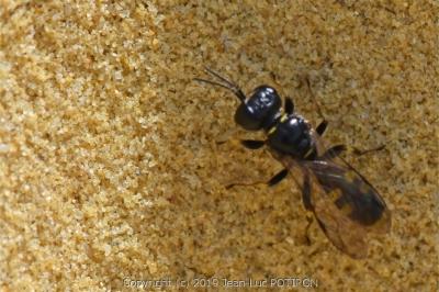 <i>Crossocerus quadrimaculatus</i>