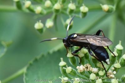 <i>Ichneumon inquinatus</i>
