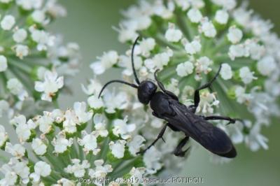 <i>Aporus unicolor</i>