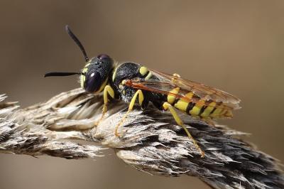 Philanthe apivore