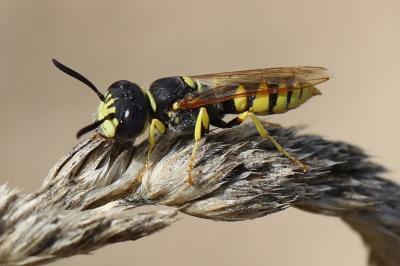 Philanthus triangulum