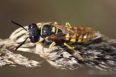 Philanthe apivore