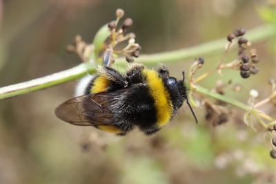 <i>Bombus terrestris/lucorum</i>
