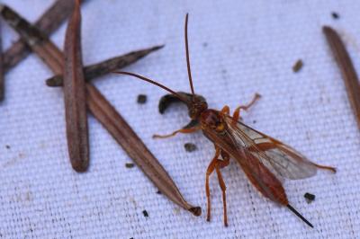 <i>Theronia atalantae</i>