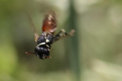 <i>Hylaeus variegatus</i>