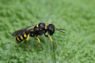 <i>Crossocerus vagabundus</i>