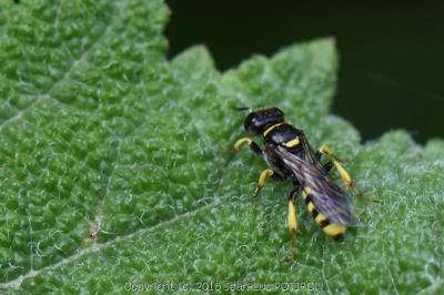 <i>Crossocerus vagabundus</i>