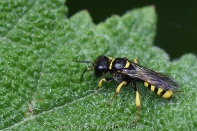 <i>Crossocerus vagabundus</i>